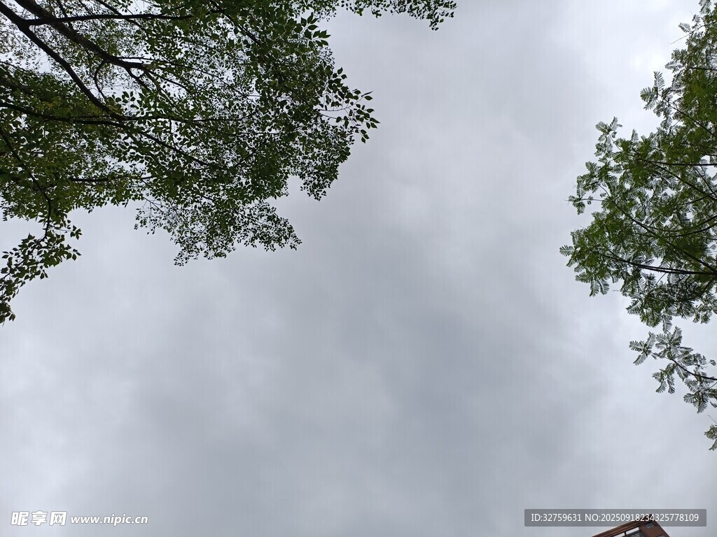 仰視天空中的樹木與云朵
