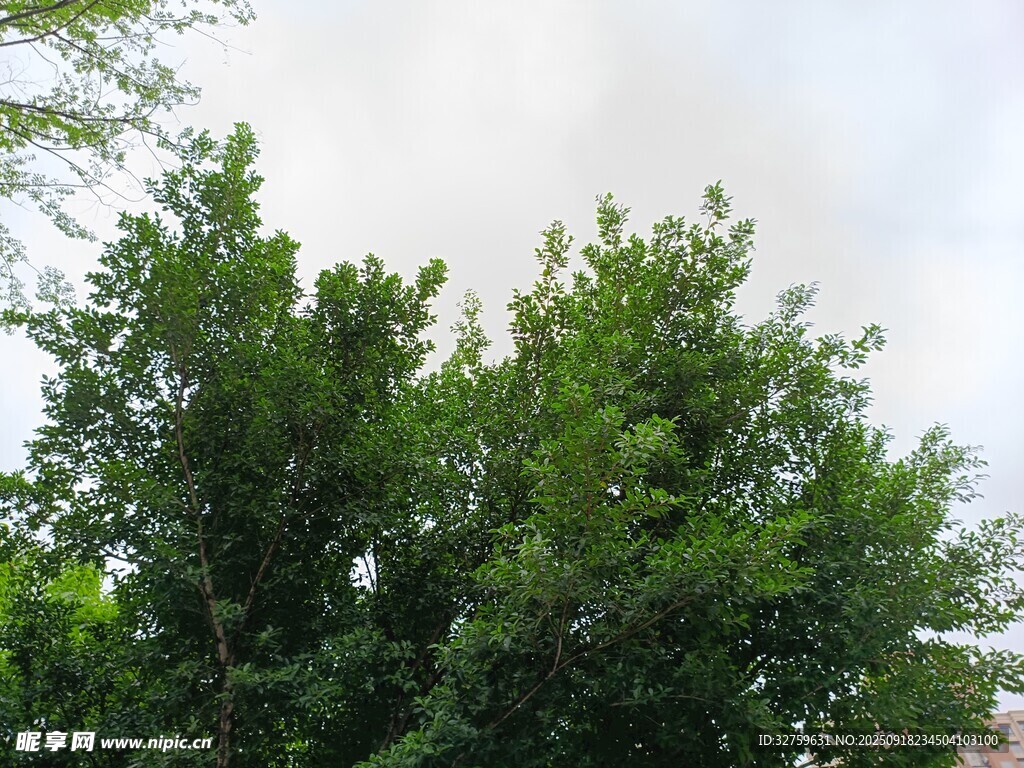 夏日蔥郁綠樹景觀