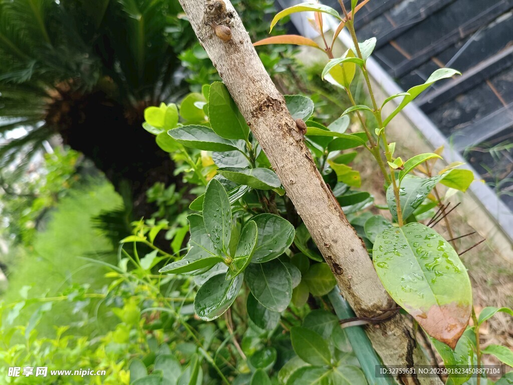 藤蔓纏繞的綠植景象