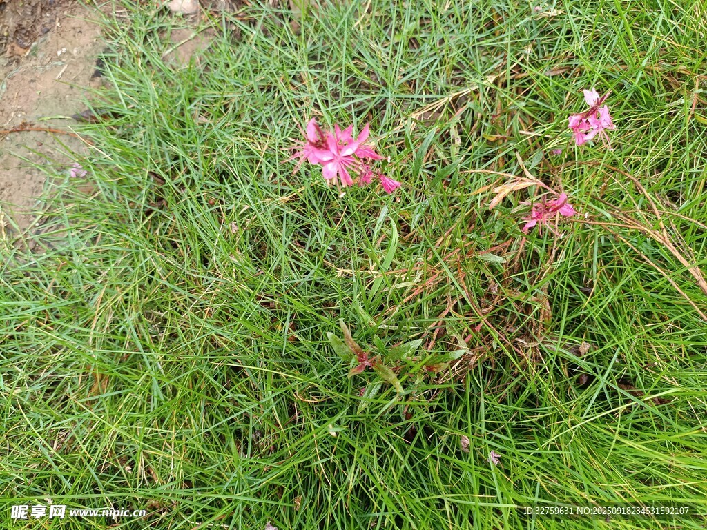 草叢中的粉色小花