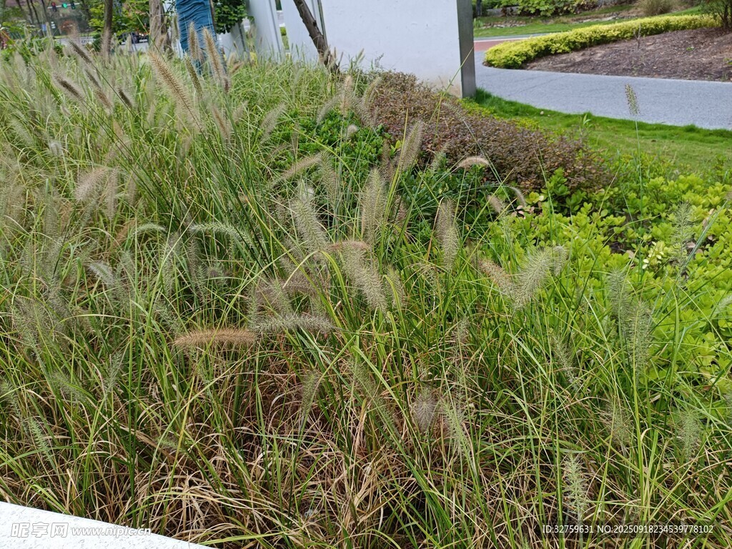 戶外叢生的綠色觀賞草