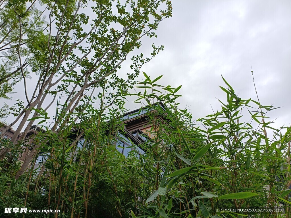 林間小屋隱于蔥郁綠植中