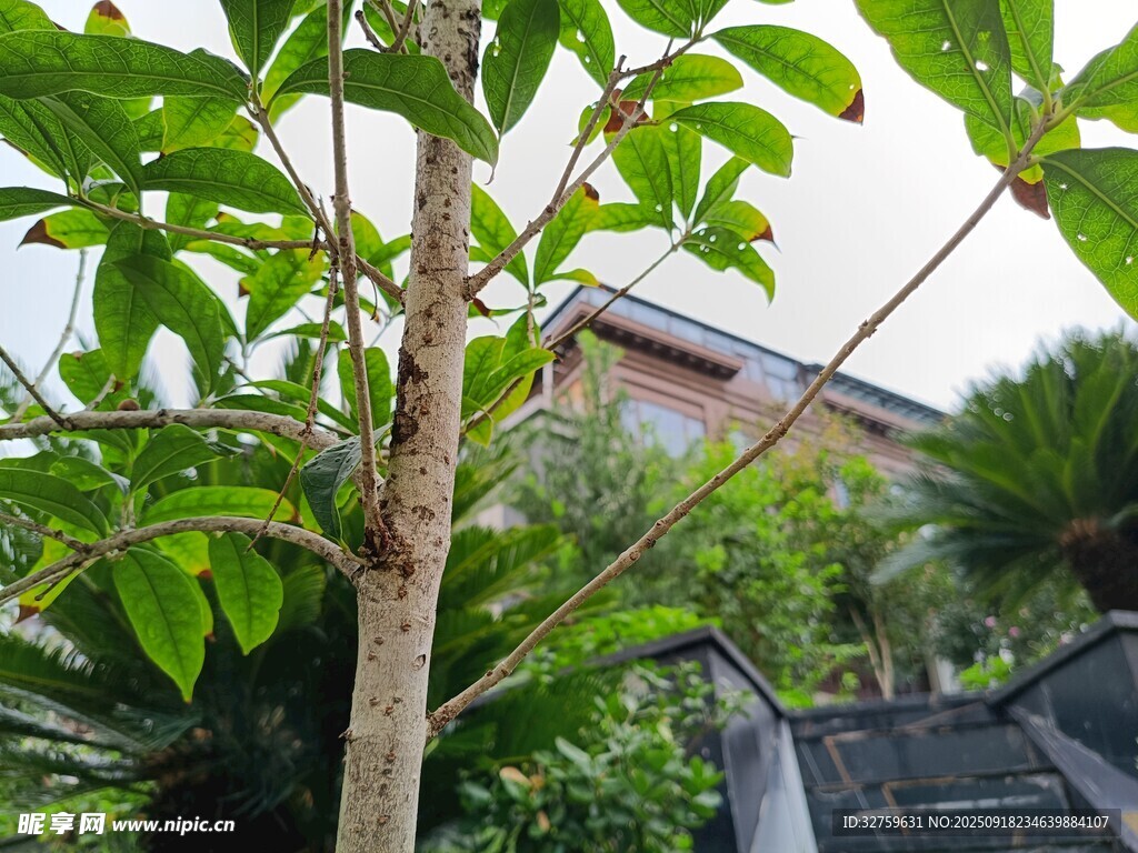 庭院綠植與建筑景致