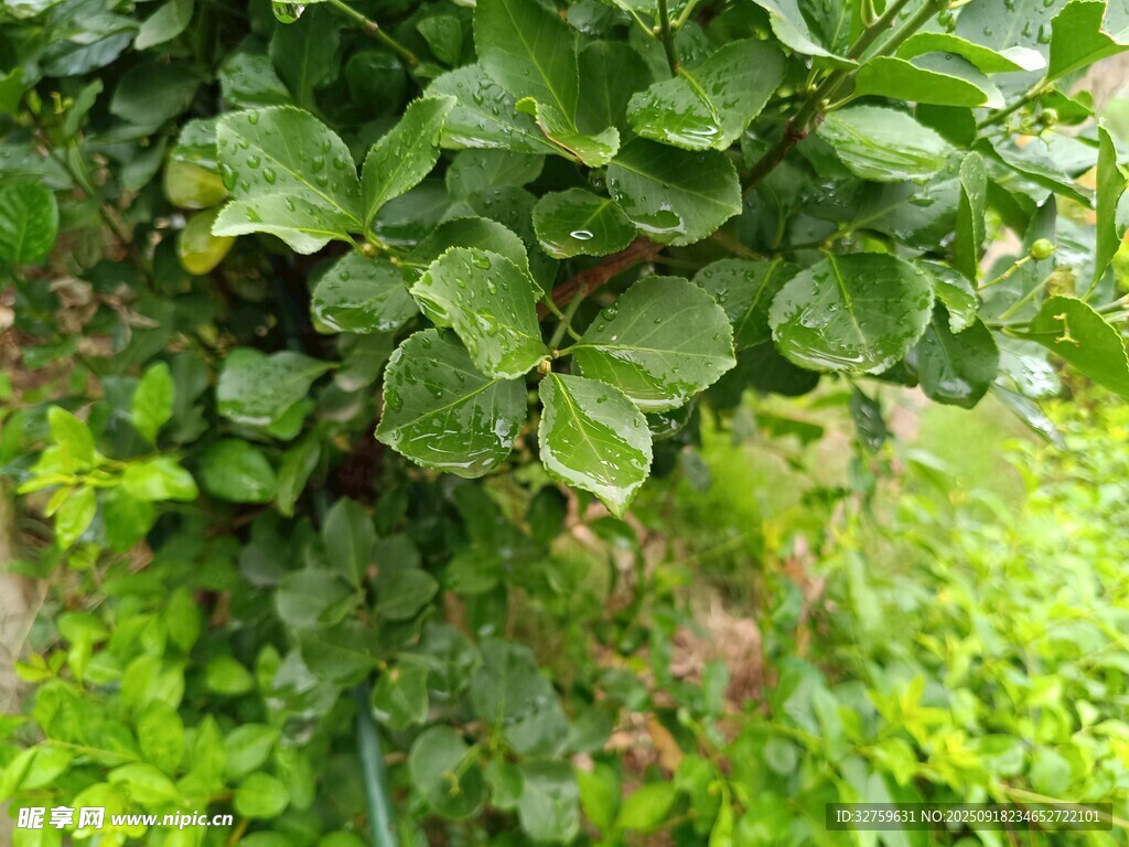 翠綠繁茂的綠植景觀