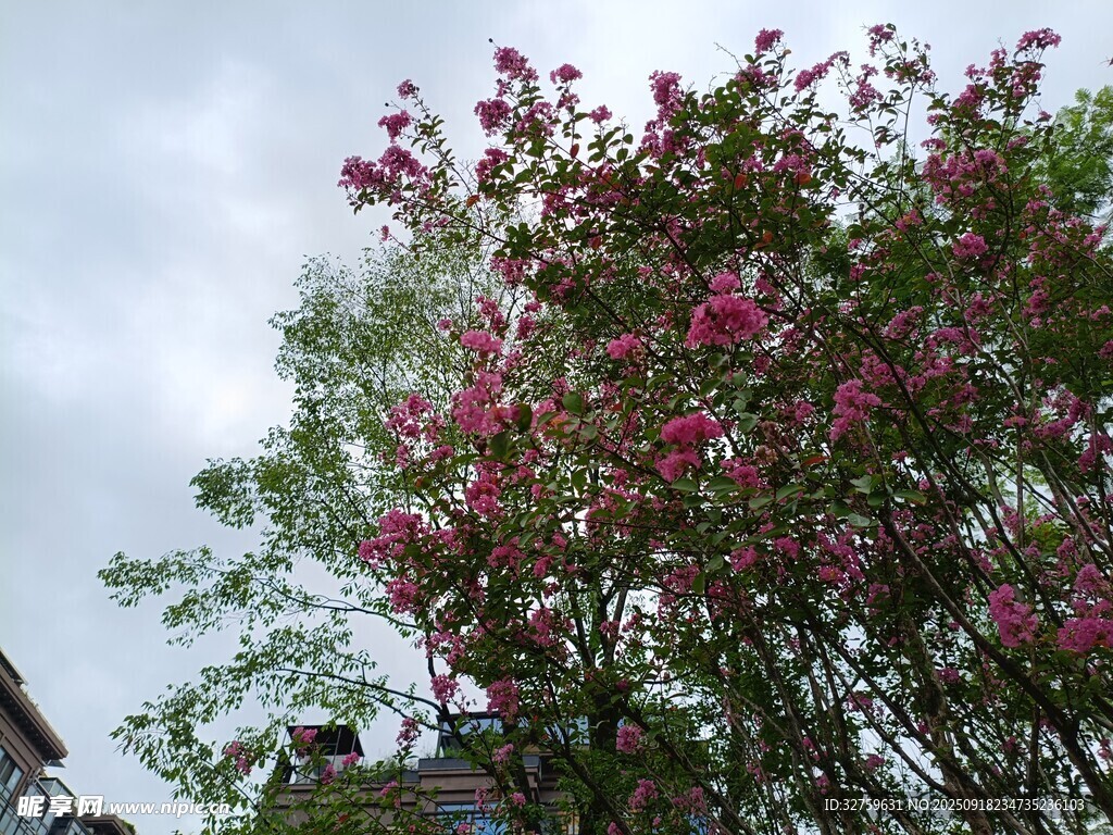 繁花滿樹的美麗景致