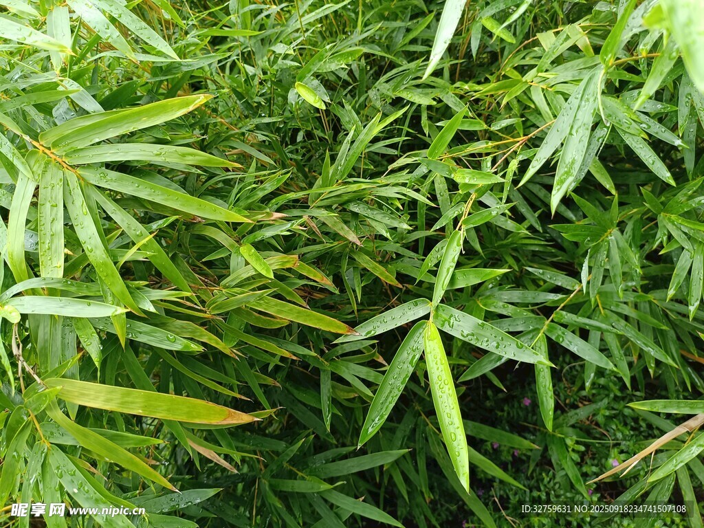 翠綠竹葉特寫
