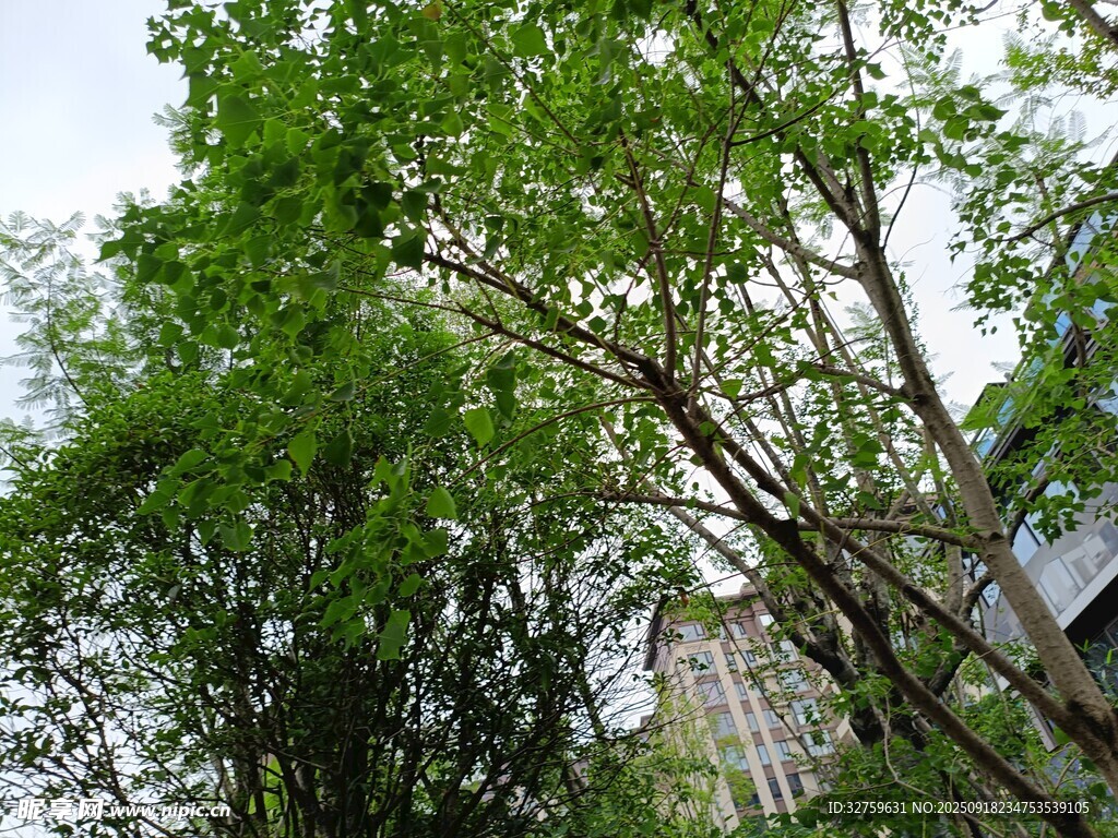 綠樹成蔭的自然景象