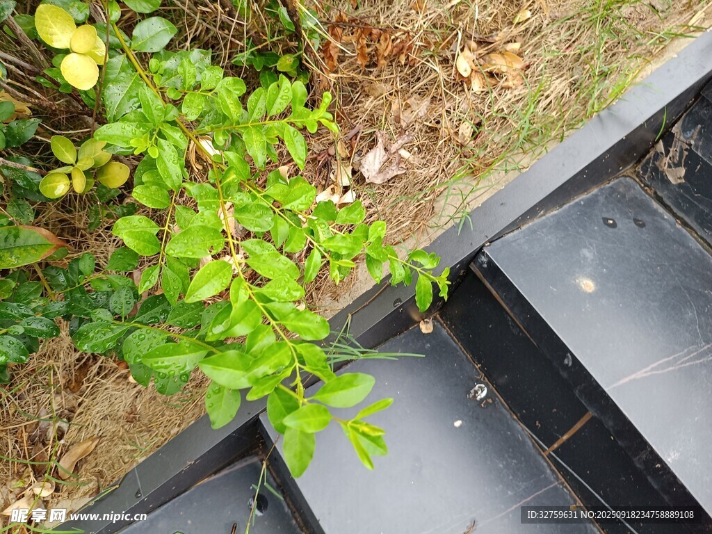 臺(tái)階旁生長的翠綠植物