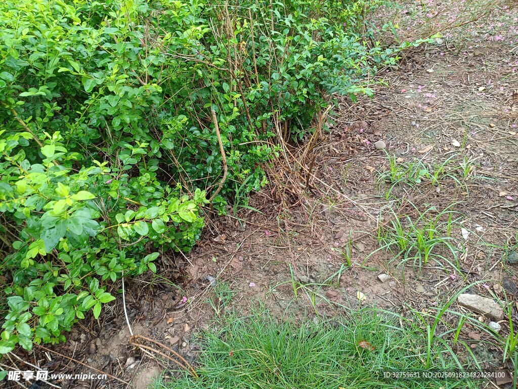 戶外綠植與泥土場景