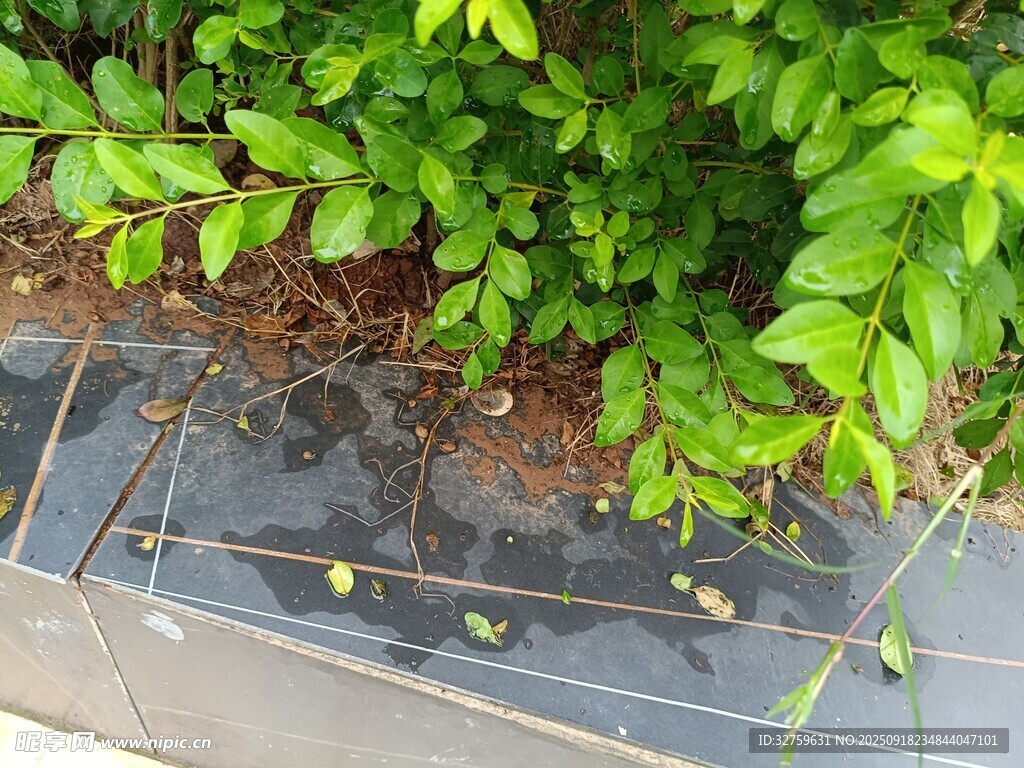 石板旁綠意盎然的植物