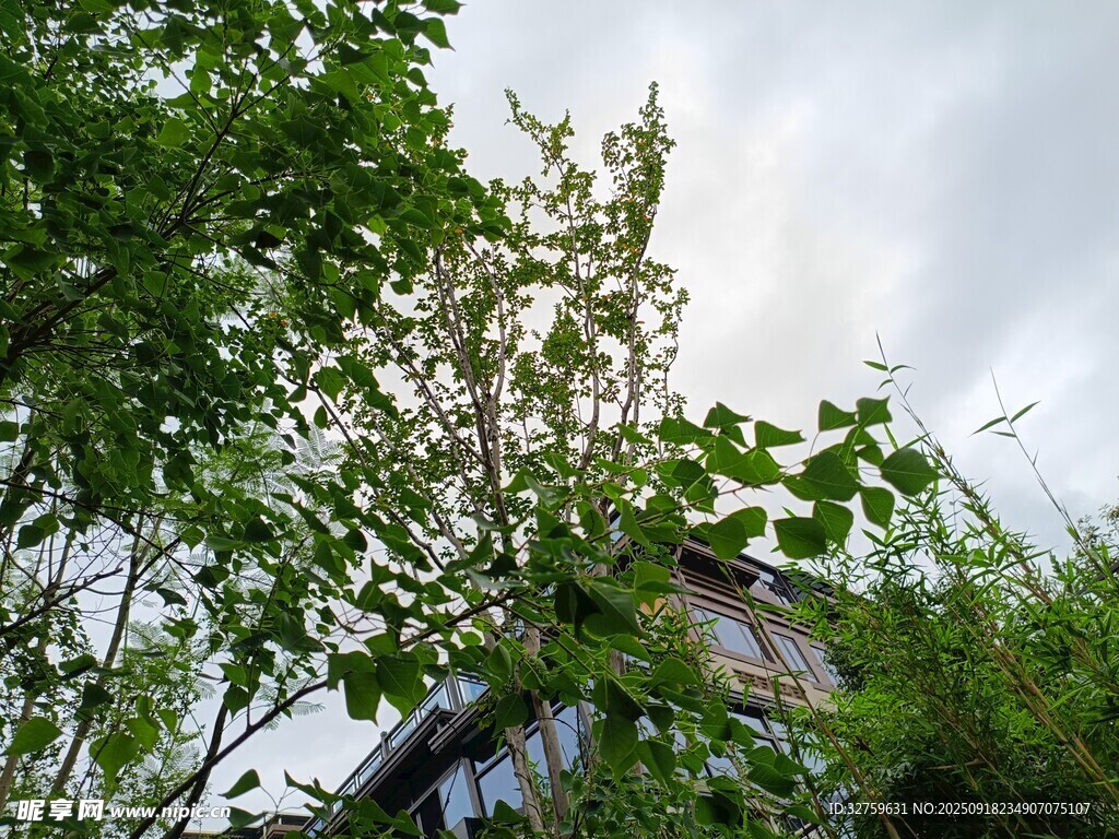 綠樹掩映下的房屋一角