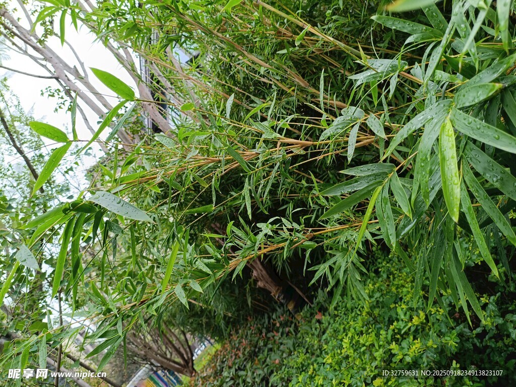 溫室中的繁茂綠植景觀