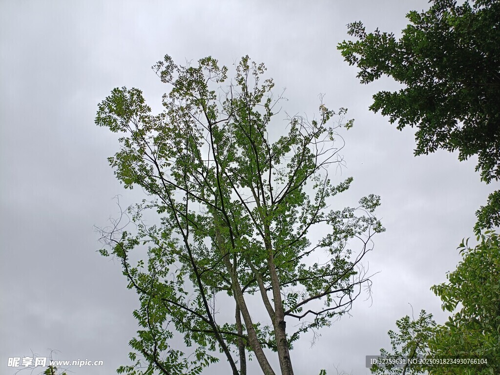 天空下的蔥郁樹木