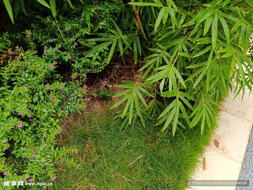 庭院綠植景觀一角