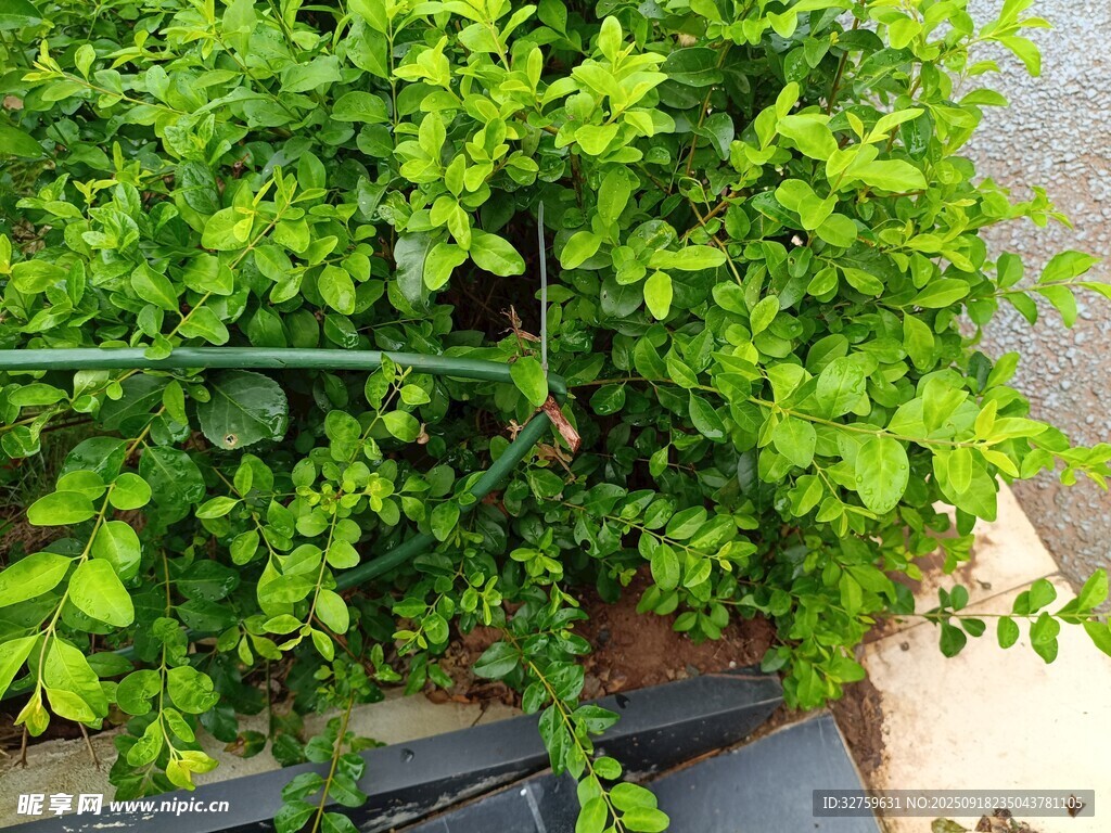翠綠植物生機盎然景象