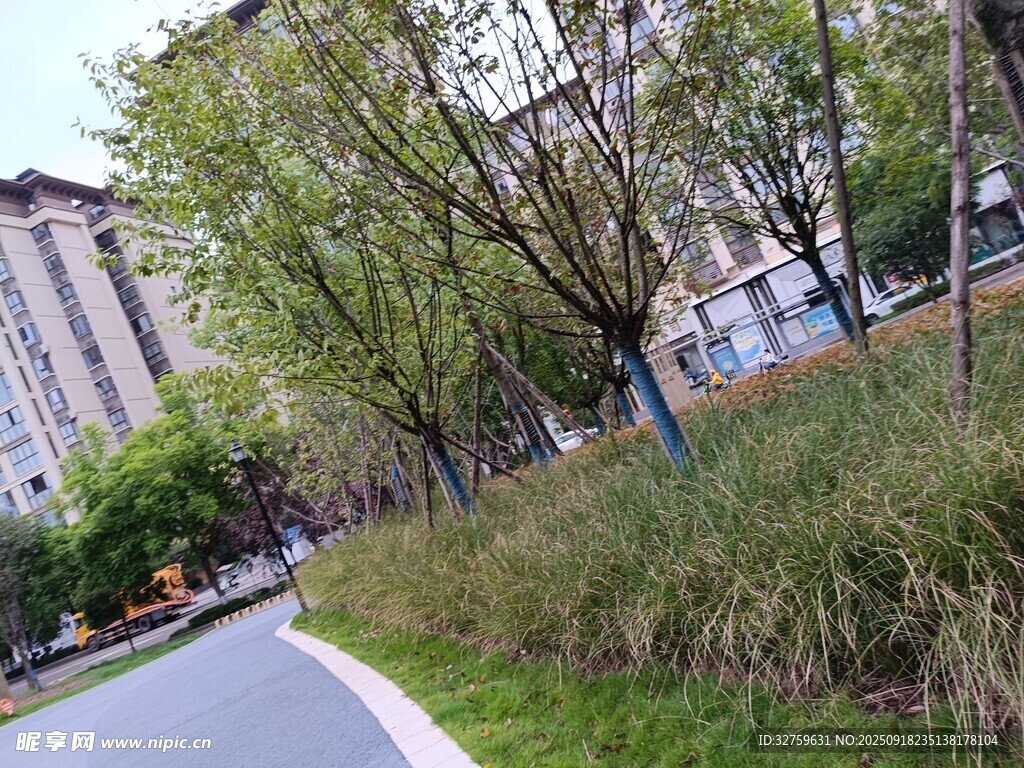 城市路邊綠樹與建筑景觀