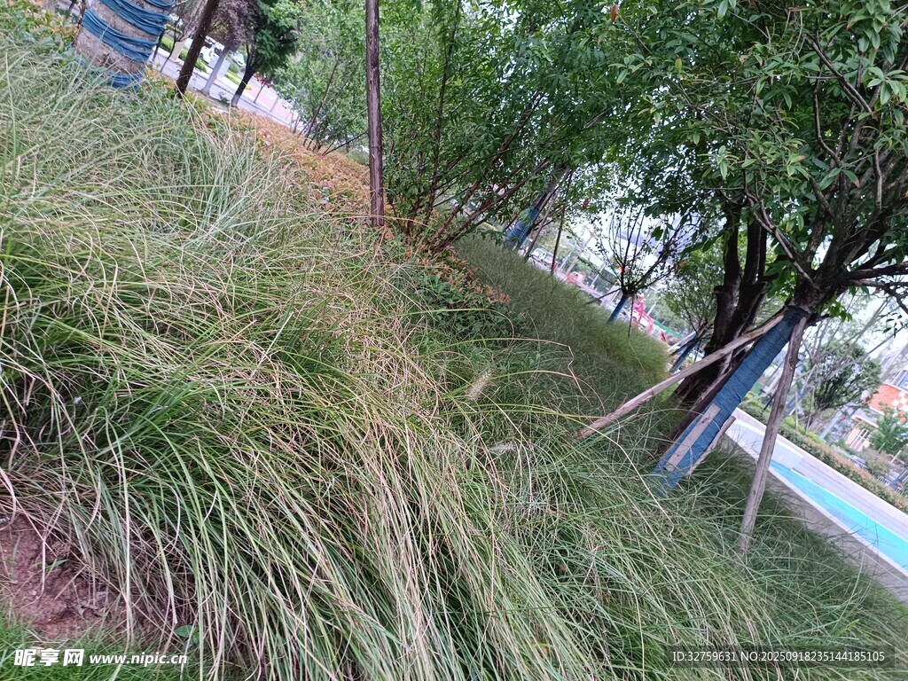 路邊茂盛的草叢與樹(shù)木