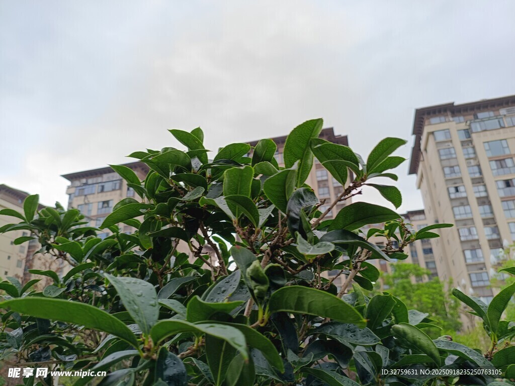 綠葉繁茂處的城市建筑