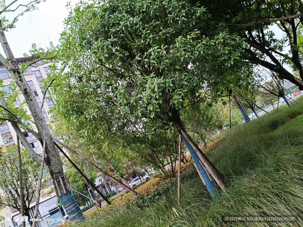 公園中蔥郁大樹與周邊景致