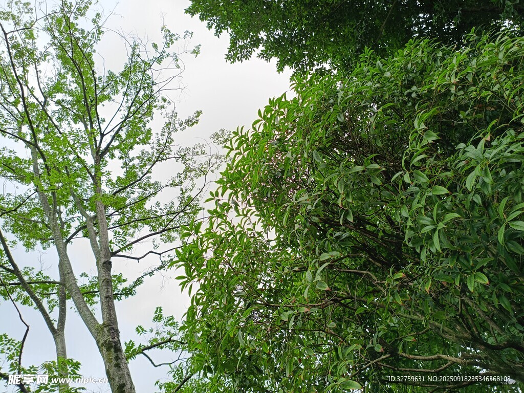綠意盎然的樹(shù)木景觀