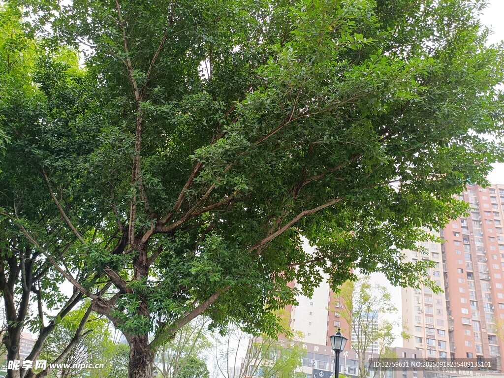 城市中蔥郁的綠樹景觀