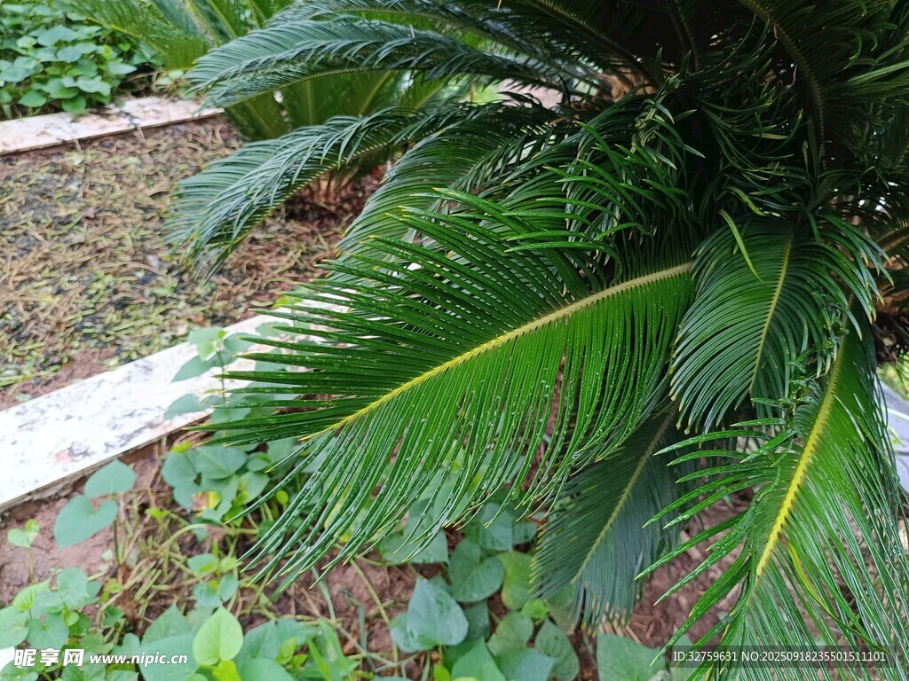 鐵樹植物景觀