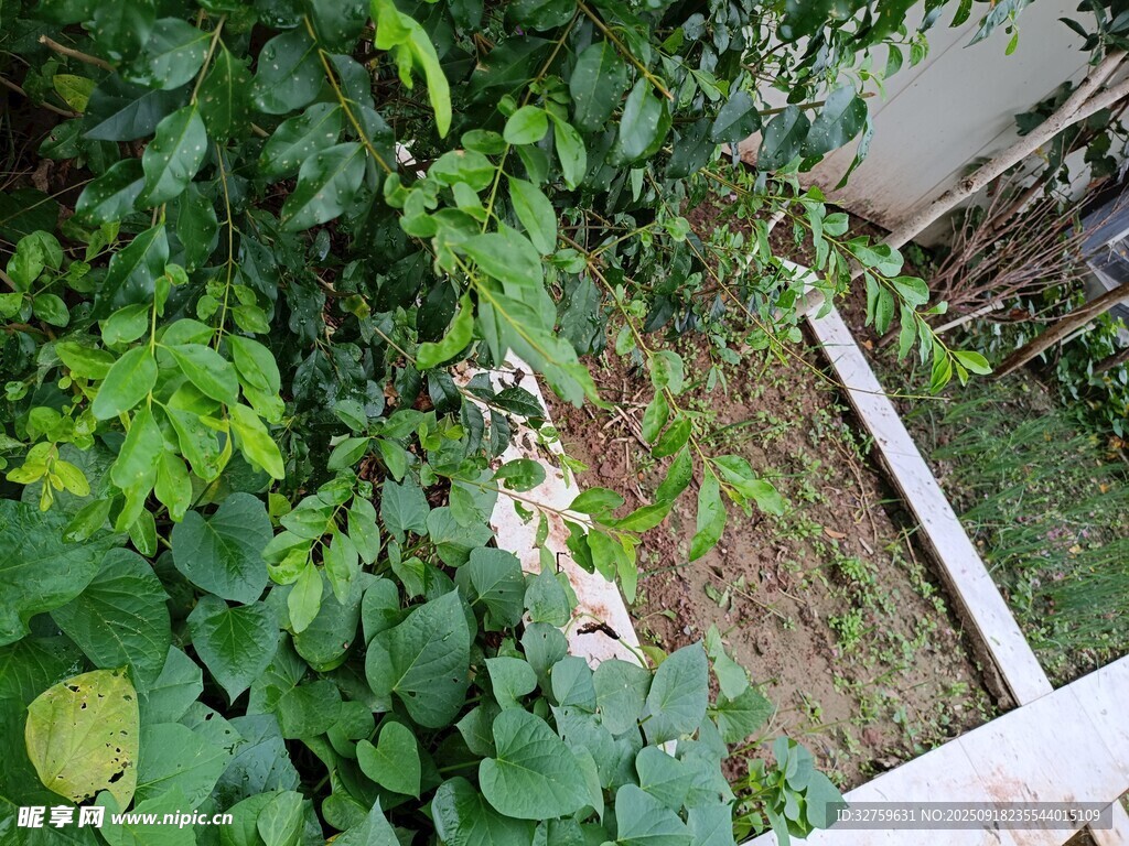 庭院綠植景觀一角