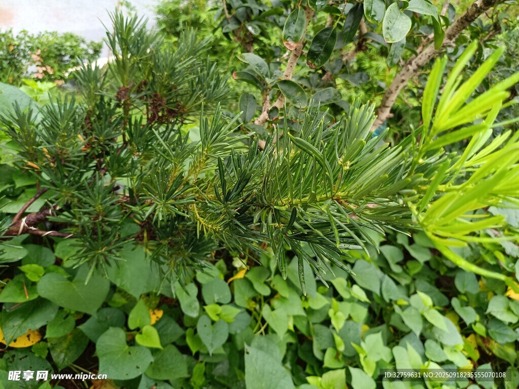 繁茂綠植景觀