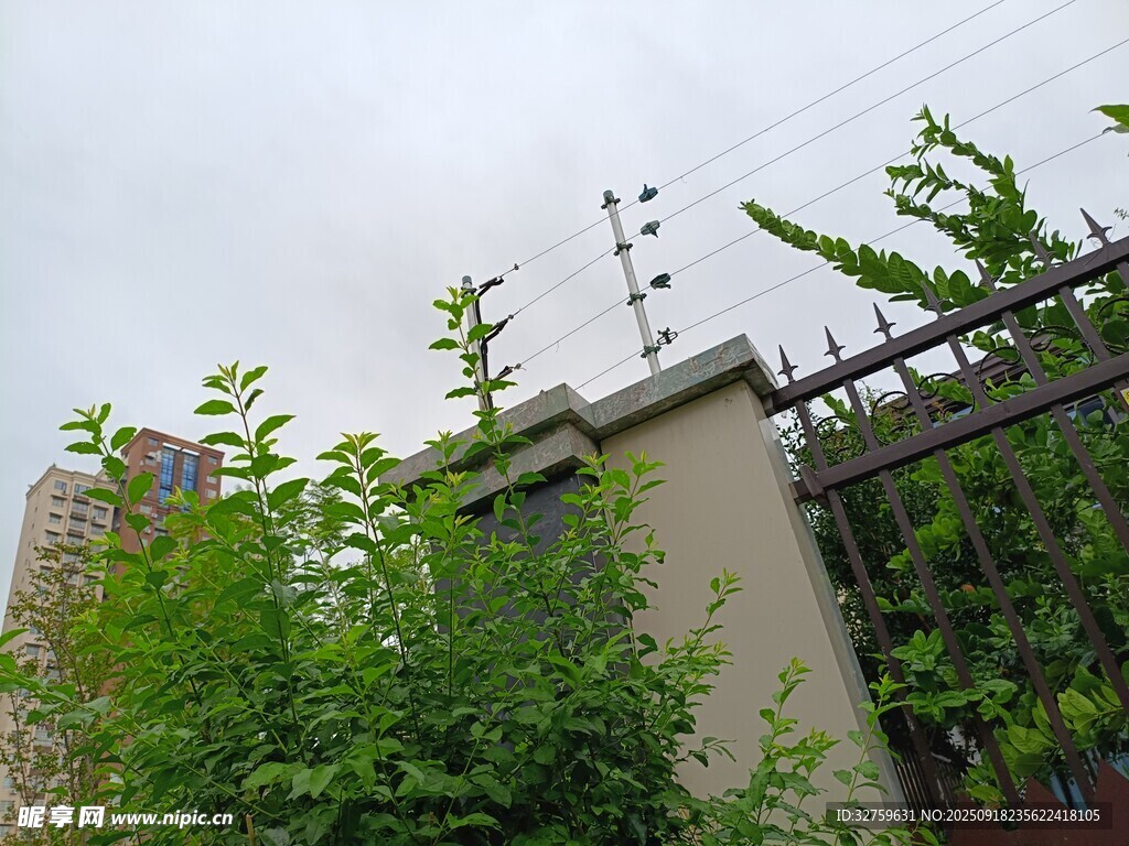 圍墻邊繁茂綠植與高樓