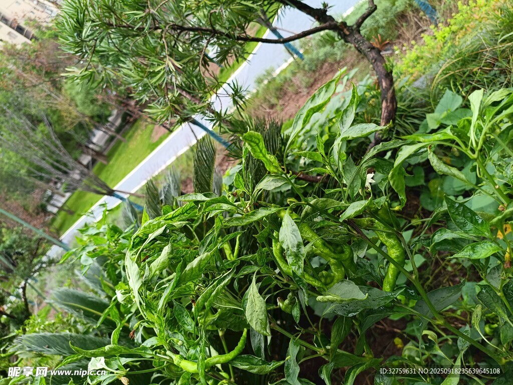 綠意盎然的植物景觀