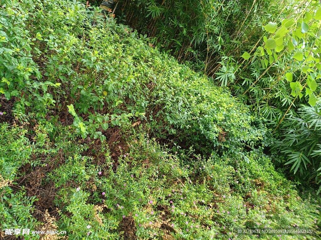 山坡上的繁茂綠植