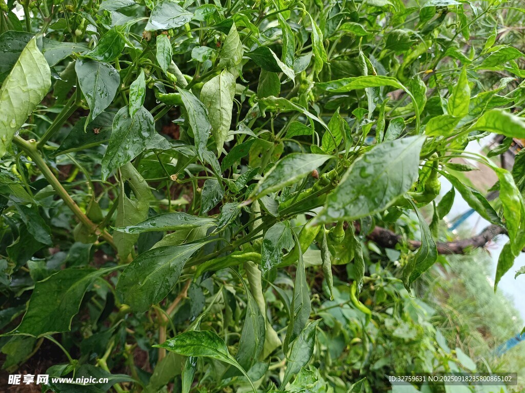茂盛的綠色辣椒植株