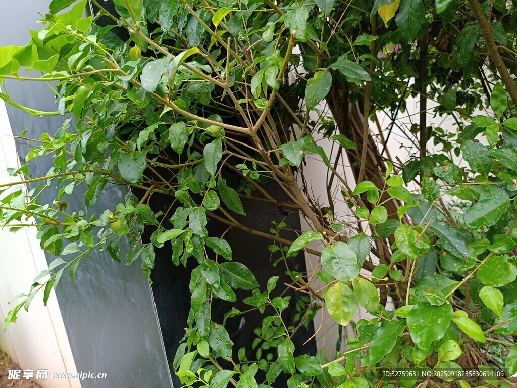 攀爬綠植纏繞墻面景象