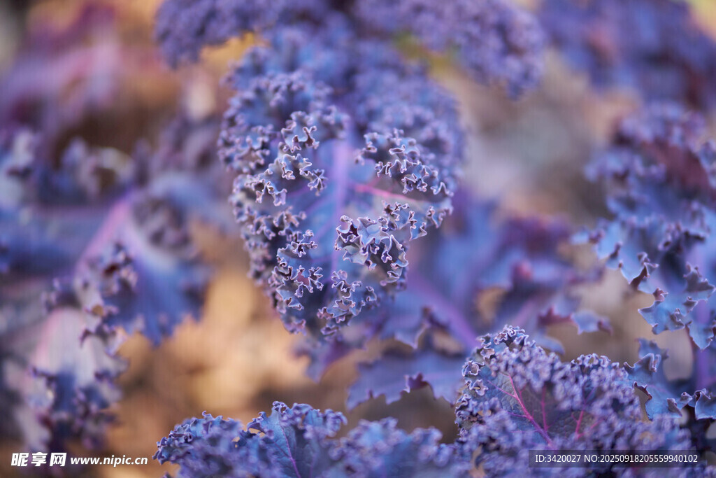 紫色羽衣甘藍特寫