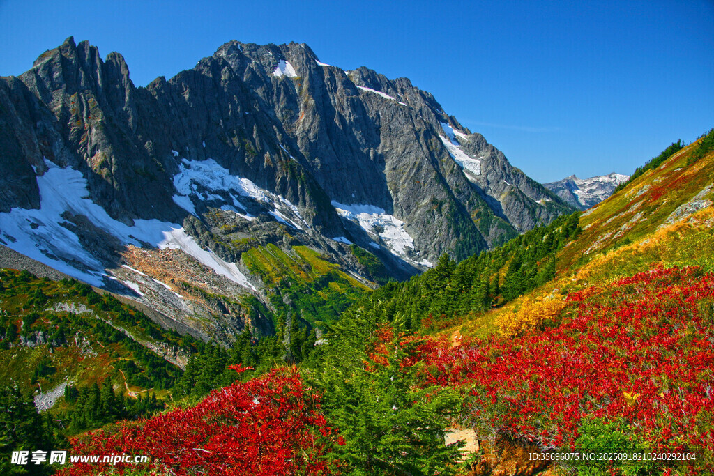 山間絢爛花海與巍峨雪山