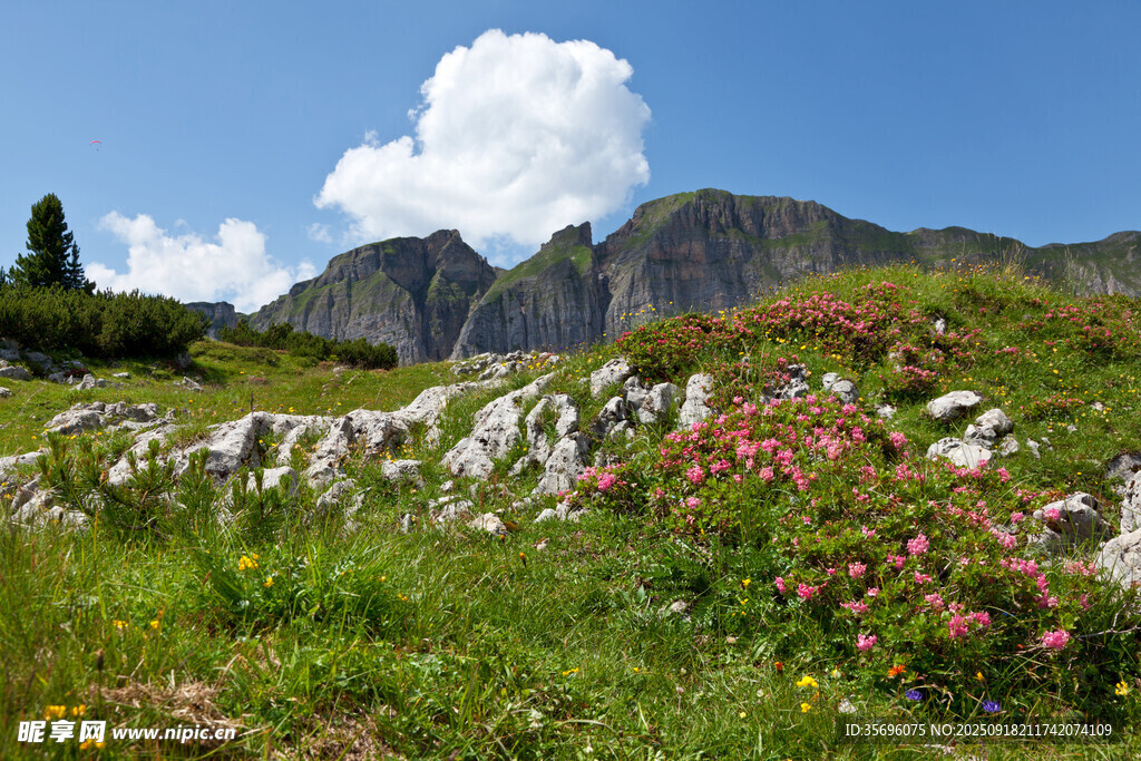 山間花草與壯麗山巒美景