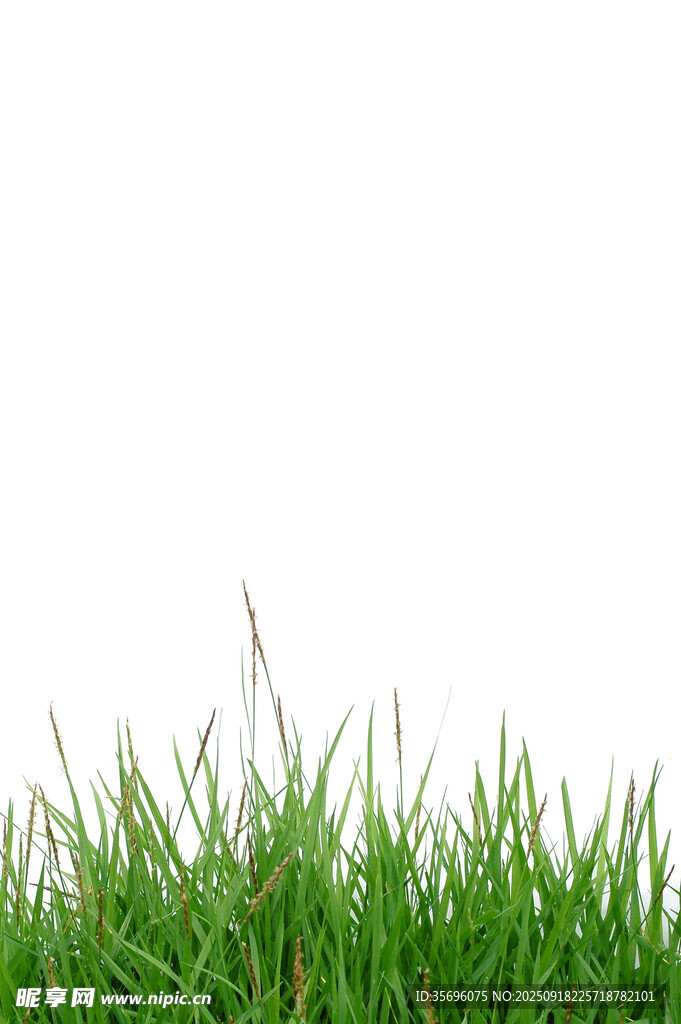 嫩綠青草