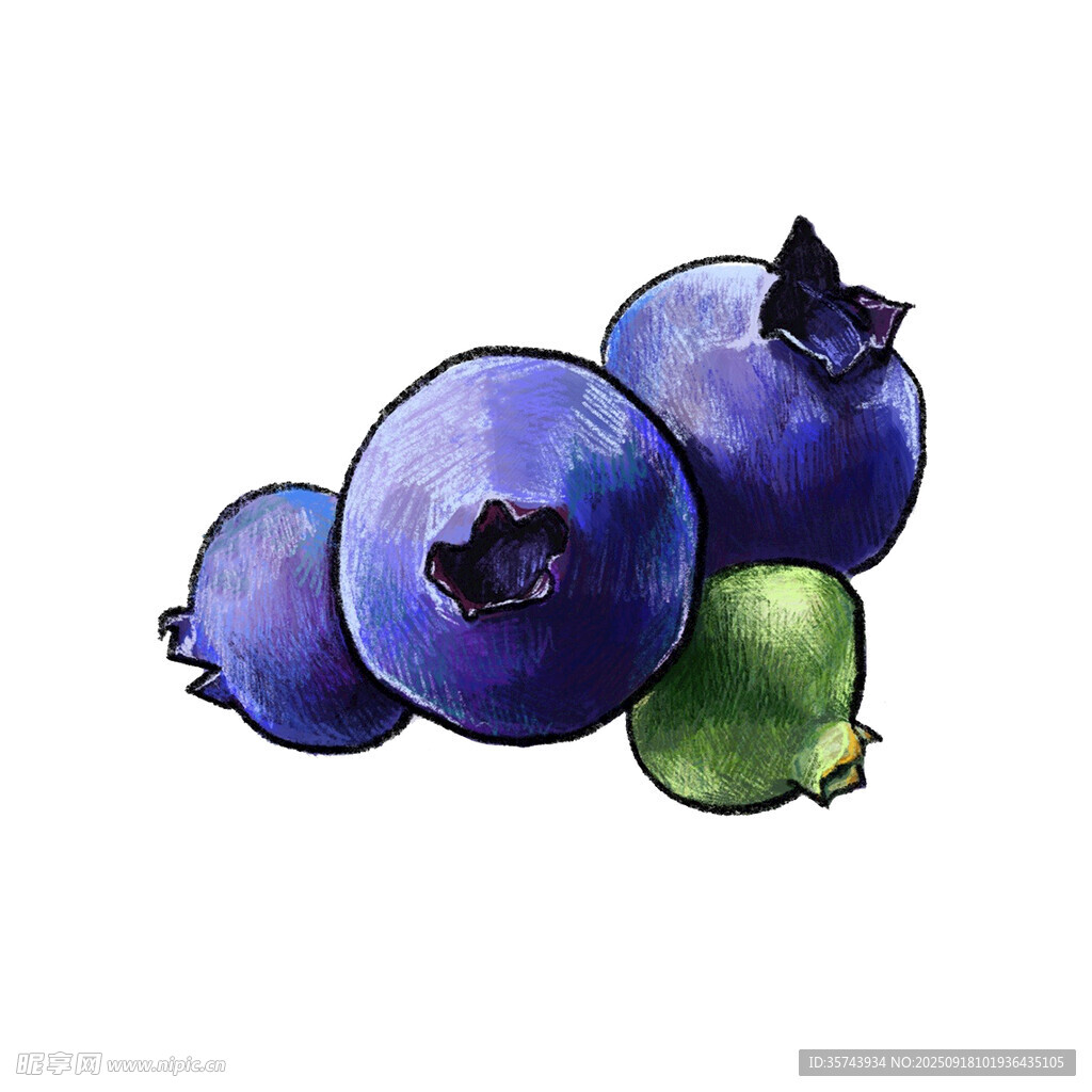 水彩畫中的新鮮藍(lán)莓
