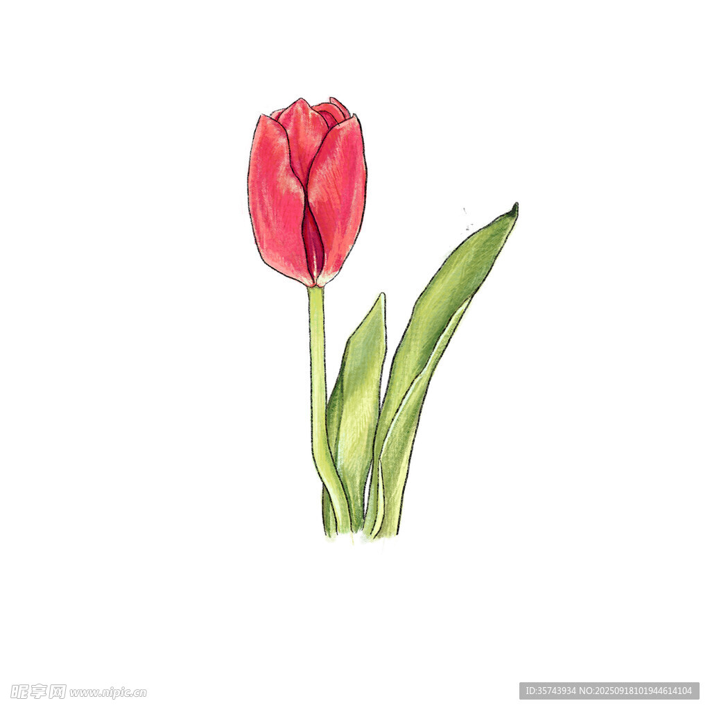 紅色郁金香手繪插畫(huà)