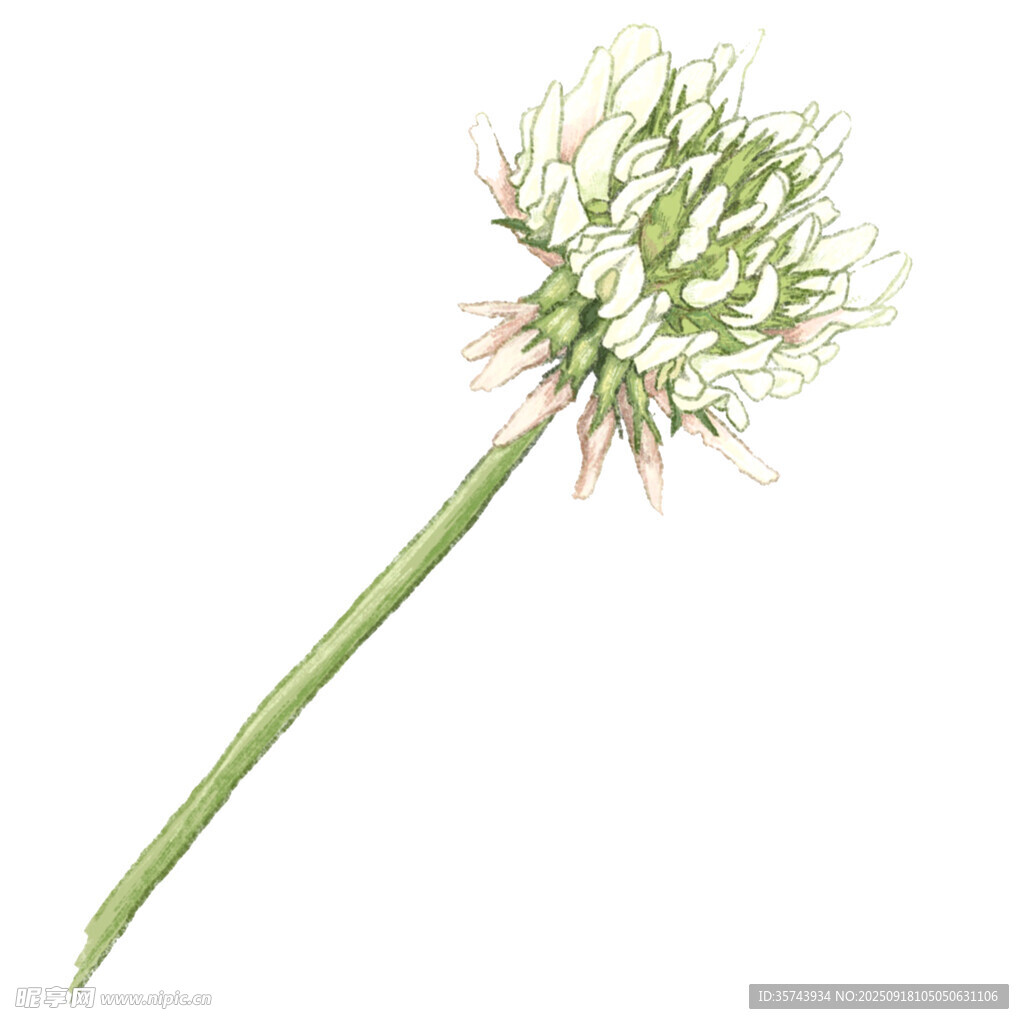 白色蔥花插畫