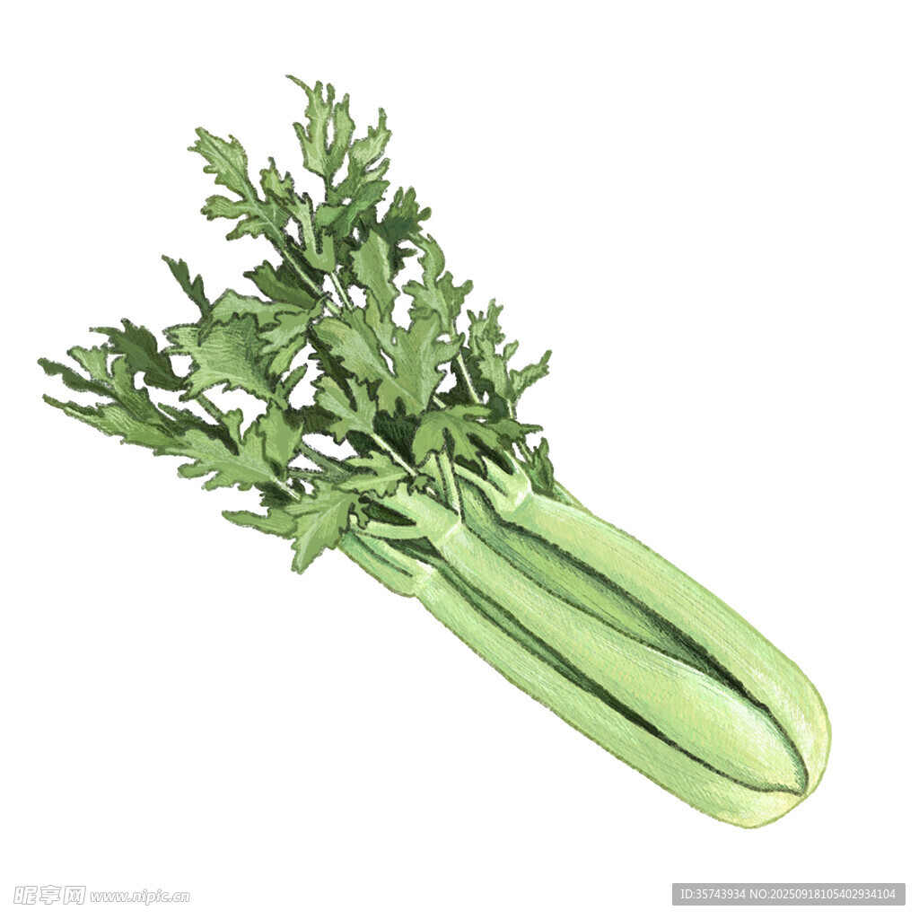 新鮮芹菜