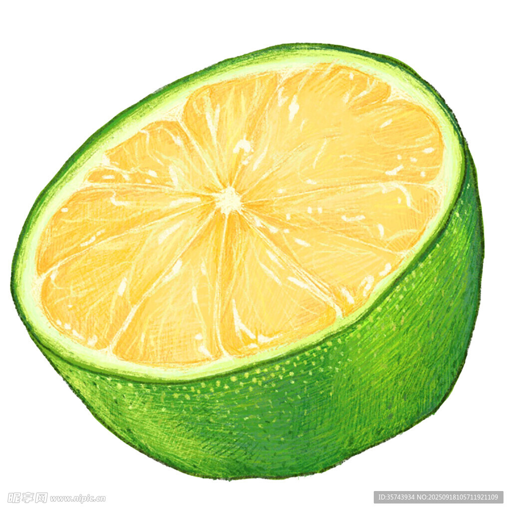 半顆鮮綠檸檬插畫