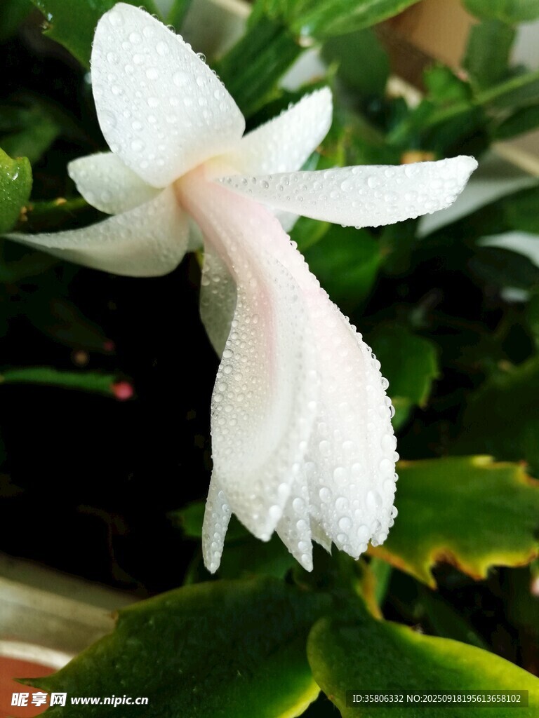 白色蟹爪蘭特寫