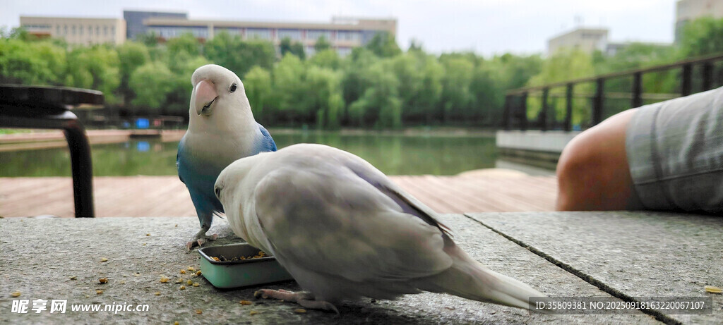 公園長椅上休憩的牡丹鸚鵡