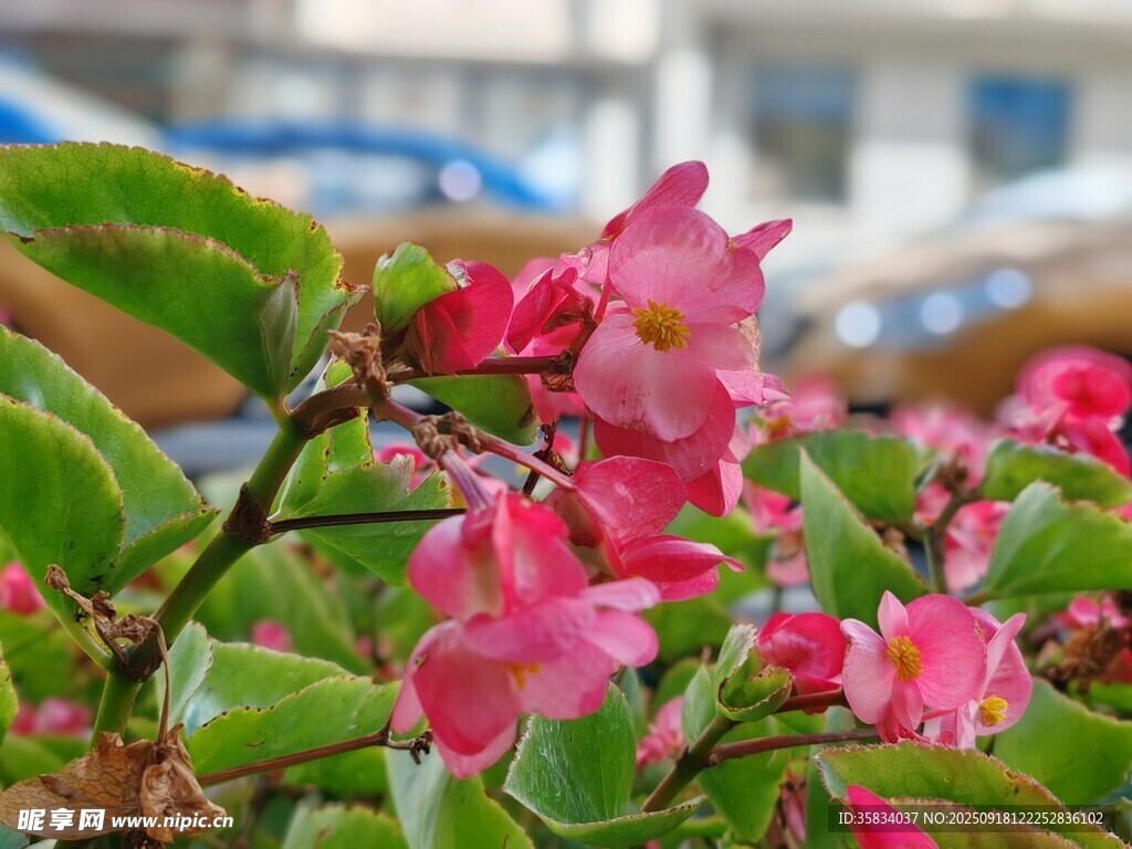 嬌艷綻放的粉色花卉