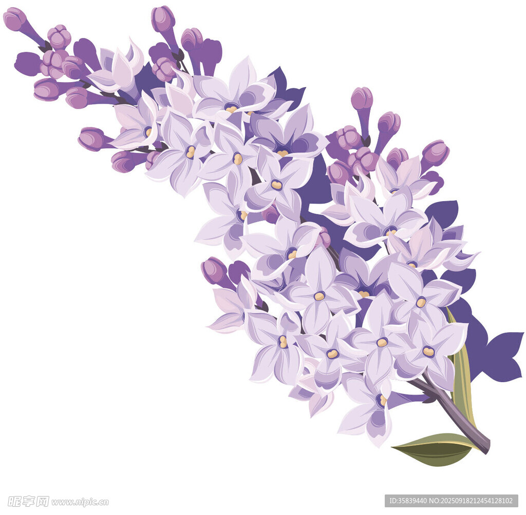 紫色丁香花枝插畫(huà)