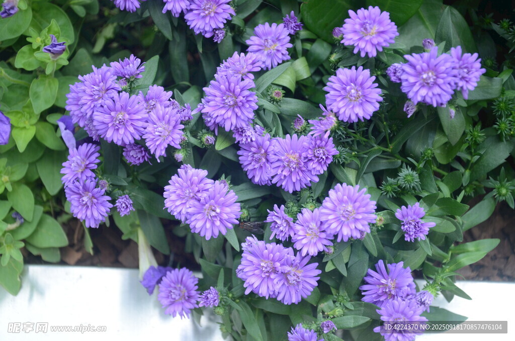 翠菊