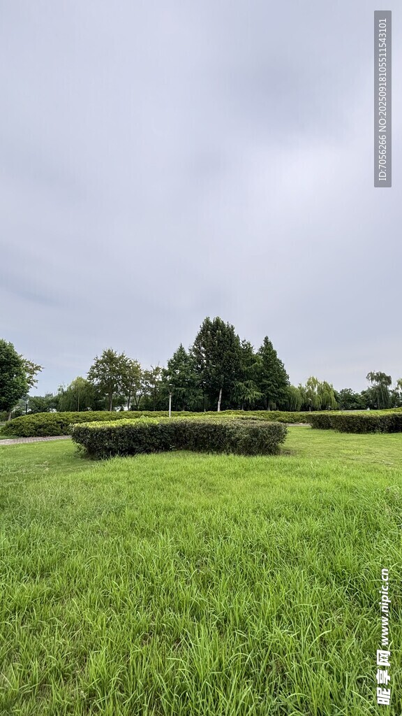 綠意盎然的戶外草地景觀