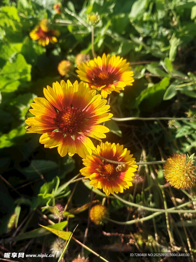 陽(yáng)光下的絢麗天人菊