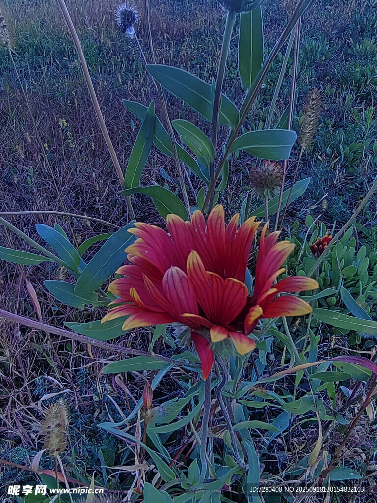 野外艷麗的紅色花朵